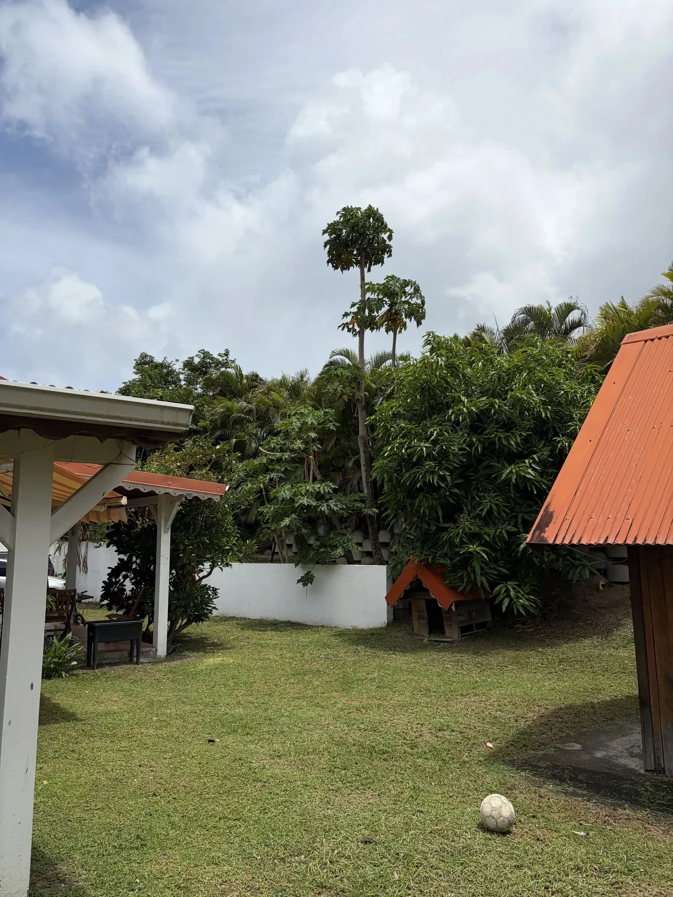 Pelouse du jardin de la villa avec cabanon au toit orange et papayer